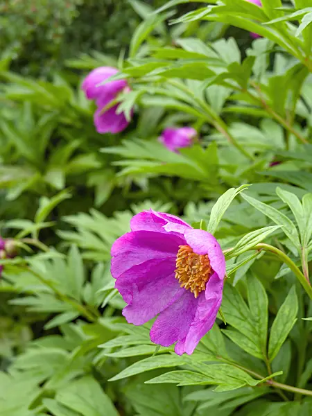 448070 - Veitch's peony (Paeonia veitchii)