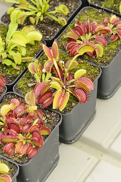 547324 - Venus fly trap (Dionaea muscipula)