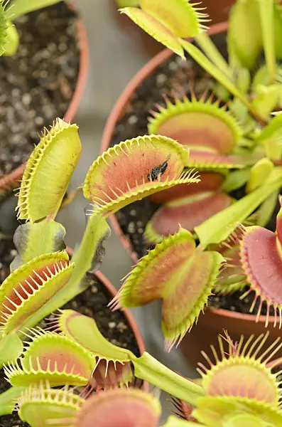 547325 - Venus fly trap (Dionaea muscipula)
