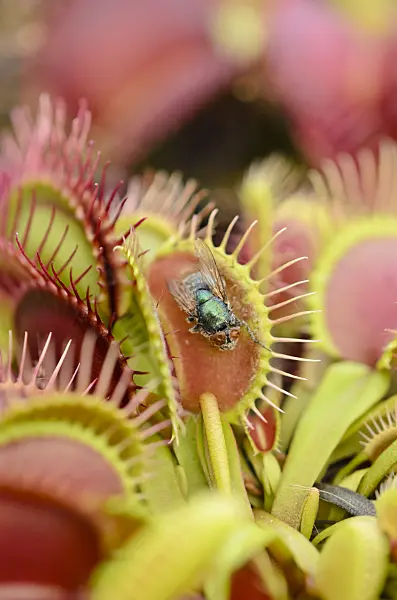 547326 - Venus fly trap (Dionaea muscipula)