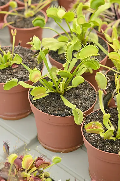 547327 - Venus fly trap (Dionaea muscipula)