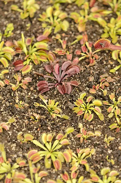 547335 - Venus fly trap (Dionaea muscipula)