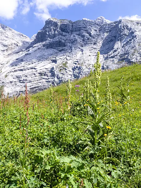 439343 - Vérâtre blanc (Veratrum album), réserve naturelle de Wettersteingebirge, Allemagne