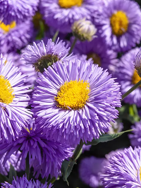 439243 - Vergerette (Erigeron speciosus 'Azurfee')
