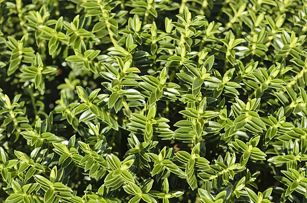 535067 - Véronique arbustive (Hebe odora 'New Zealand Gold')