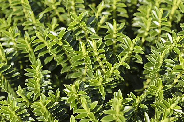 535069 - Véronique arbustive (Hebe odora 'New Zealand Gold')