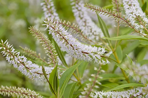 521314 - Véronique arbustive (Hebe salicifolia)
