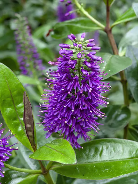 463101 - Véronique arbustive (Hebe speciosa 'Rubra')