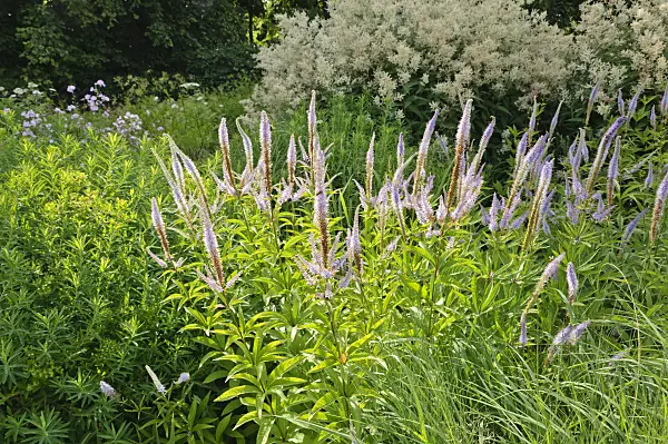 485188 - Véronique de la Sibérie (Veronicastrum sibiricum syn. Veronica sibirica)