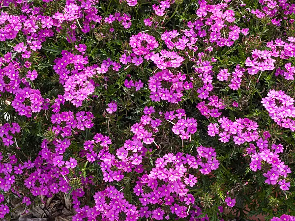 462119 - Vervain (Verbena Aztec Pink Magic)