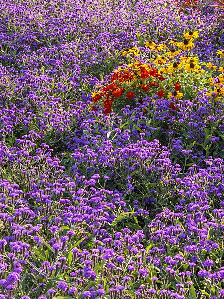 417026 - Vervain (Verbena), Cosmos and cone flower (Rudbeckia)