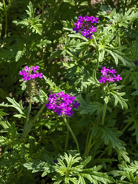 427225 - Vervain (Verbena elegans var. asperata)