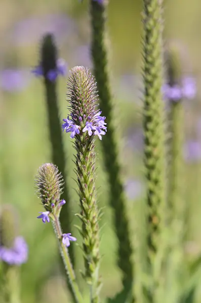 534273 - Vervain (Verbena macdougalii)
