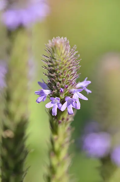 534274 - Vervain (Verbena macdougalii)
