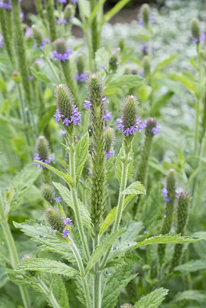 561049 - Vervain (Verbena macdougalii)
