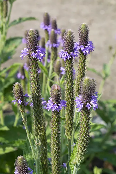 610026 - Vervain (Verbena macdougalii)