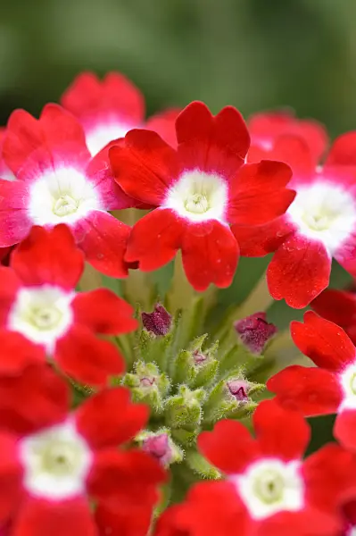 475229 - Vervain (Verbena Novalis Scharlach)