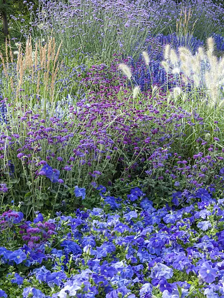416057 - Vervains (Verbena), sages (Salvia), floss flowers (Ageratum) and petunias (Petunia)