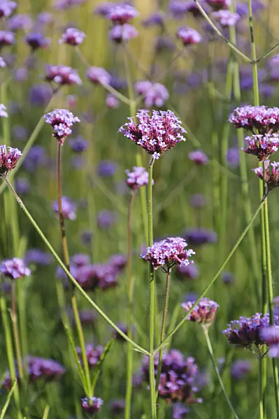 488029 - Verveine de Buenos Aires (Verbena bonariensis)