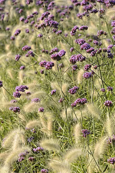 549010 - Verveine de Buenos Aires (Verbena bonariensis) et herbe aux écouvillons (Pennisetum villosum)