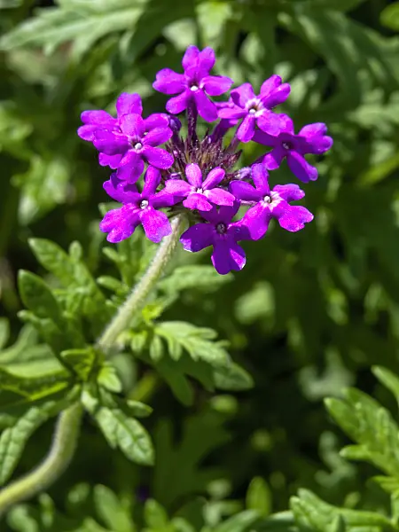 427224 - Verveine (Verbena elegans var. asperata)