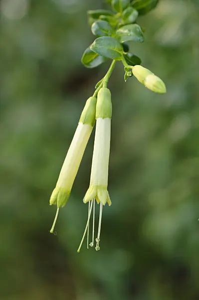 480007 - Vestia foetida syn. Vestia lycioides