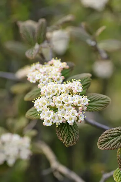 483348 - Viburnum (Viburnum glomeratum)