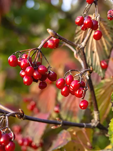 431094 - Viburnum (Viburnum lobophyllum)