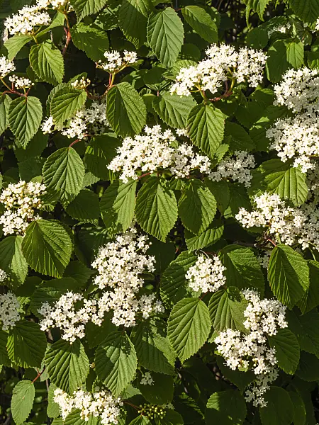438030 - Viburnum (Viburnum lobophyllum)