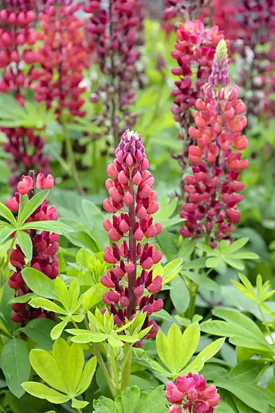 593124 - Vielblättrige Lupine (Lupinus polyphyllus)