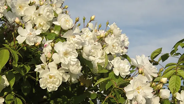 509075 - Vielblütige Rose (Rosa multiflora 'Plathyphylla')