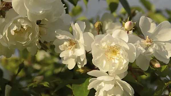 509078 - Vielblütige Rose (Rosa multiflora 'Plathyphylla')