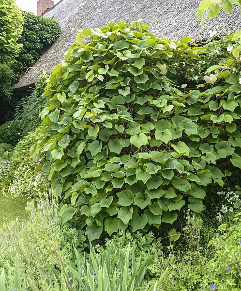 575352 - Vigne de Coignet (Vitis coignetiae)