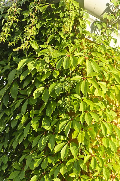 486234 - Vigne vierge à cinq folioles (Parthenocissus quinquefolia)