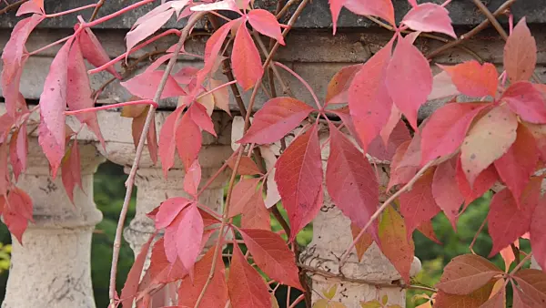 501193 - Vigne vierge à cinq folioles (Parthenocissus quinquefolia)