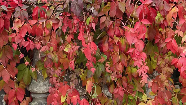 513052 - Vigne vierge à cinq folioles (Parthenocissus quinquefolia)