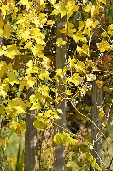 525276 - Vigne vierge à fruits bleus (Ampelopsis brevipedunculata)