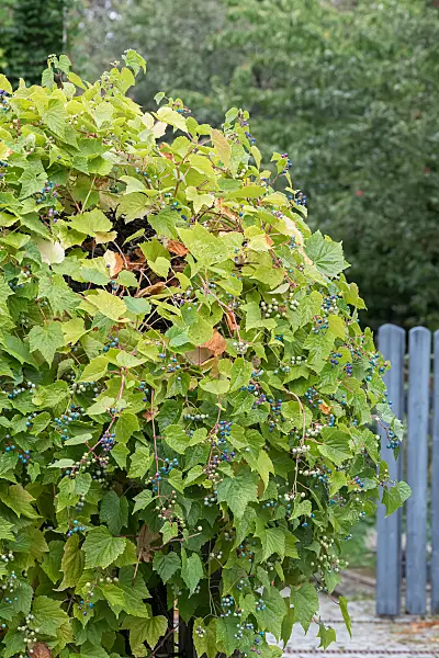 664036 - Vigne vierge (Ampelopsis glandulosa var. brevipedunculata)