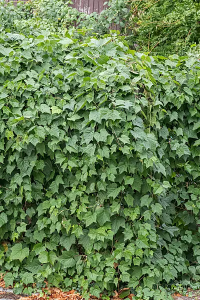 664037 - Vigne vierge (Ampelopsis glandulosa var. brevipedunculata)