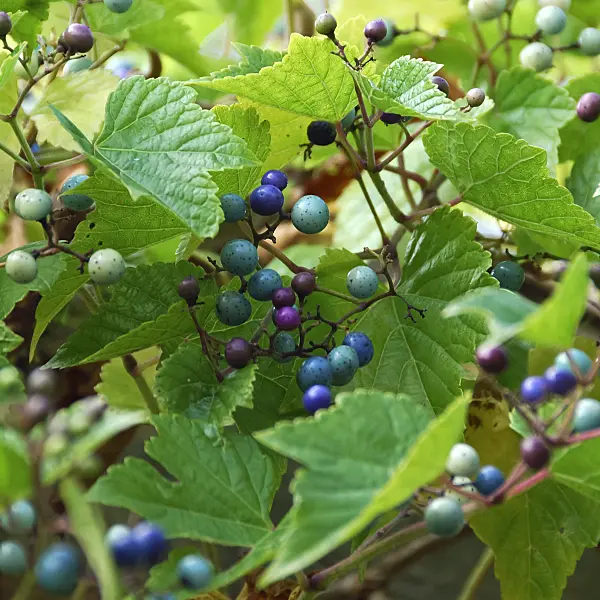 454004 - Vigne vierge (Ampelopsis glandulosa var. heterophylla)