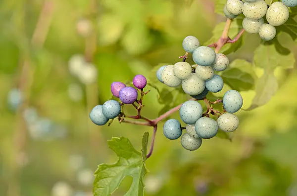 524176 - Vigne vierge (Ampelopsis glandulosa var. heterophylla)