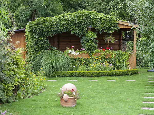 523293 - Vigne vierge japonaise (Parthenocissus tricuspidata) sur un abri de jardin dans un jardin familial