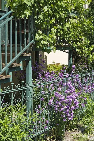 557018 - Vigne (Vitis) et julienne des dames (Hesperis matronalis)