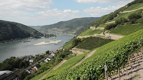 511168 - Vignobles près d'Assmannshausen, vallée du Haut-Rhin moyen, Allemagne