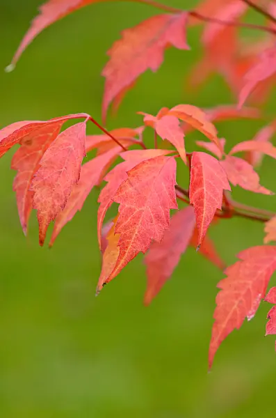 525080 - Vine-leafed maple (Acer cissifolium)