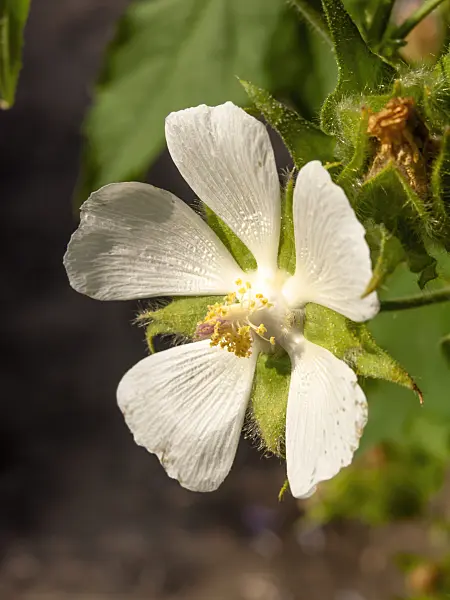 439374 - Vine-leaved kitaibelia (Kitaibelia vitifolia)