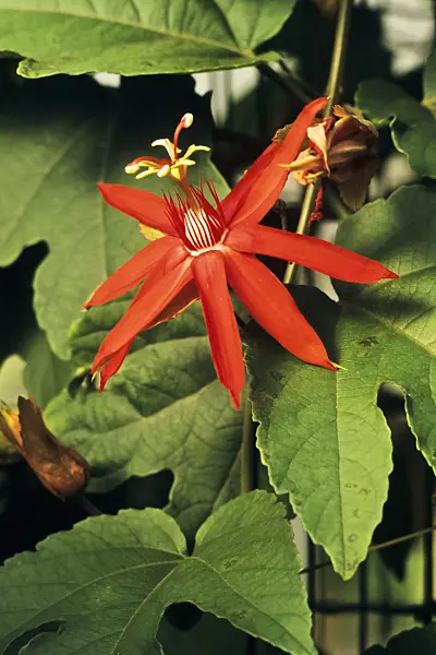 394053 - Vine-leaved passion flower (Passiflora vitifolia)