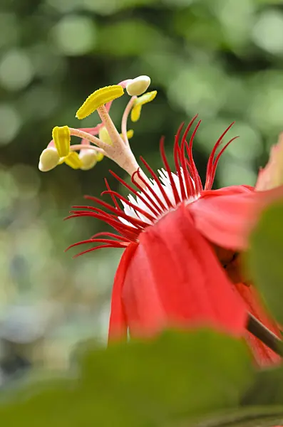 508174 - Vine-leaved passion flower (Passiflora vitifolia)