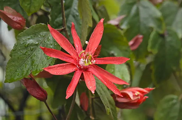 549102 - Vine-leaved passion flower (Passiflora vitifolia)
