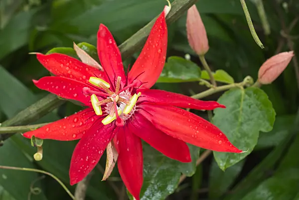 551011 - Vine-leaved passion flower (Passiflora vitifolia)